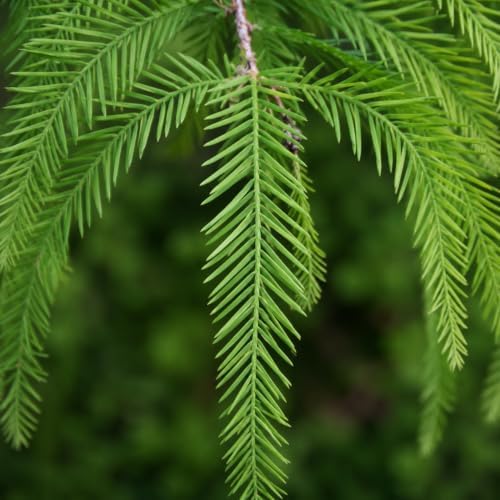 Bald Cypress Taxodium Distichum | 10 Live Plants | Fast Growing Tree, Wetland Tolerant, Deciduous, Ornamental Foliage, Shade Provider, Landscaping Favorite, Fall Color Display - Image 3