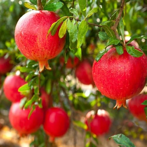 Russian Pomegranate, 5 Gallon Live Nursery Pot, Delicious Red Fruit| Arbor Day Foundation (Due to Agricultural Laws, Unavailable to CA, AZ, TX) - Image 3