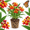 Milkweed Plants Live, Tropical Milkweed Plants, 4-6 Inch Tall by GINGERGLOW