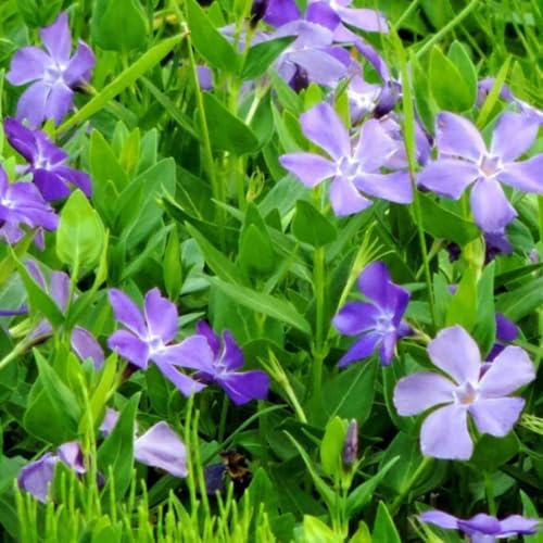24 Vinca Live Plants Bareroots, Periwinkle Flower Plant, 6 Inch Tall - Image 5