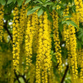 Golden Chain Tree Saplings for Growing | Flowering Ornamental Tree Seedlings | Laburnum Trees with Stunning Yellow Blooms | Dormant Live Plants (5 Trees) by CZGrain
