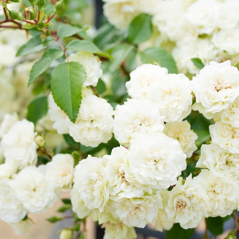 White Climbing Live Rose Plant, Outdoor Garden Rose Plant, 5-9 Inch Tall - Image 7