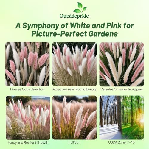Outsidepride Mix Pampas Grass Seeds – 1,000 Pcs. Perennial, Drought-Tolerant Ornamental Grass for Large Garden Borders, Privacy Landscaping, Xeriscaping, and Low-Maintenance Outdoor Spaces - Image 2