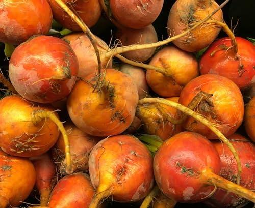 50+ Beet Seeds for Planting – Heirloom Non-GMO by Axel%27s+Garden+Seeds