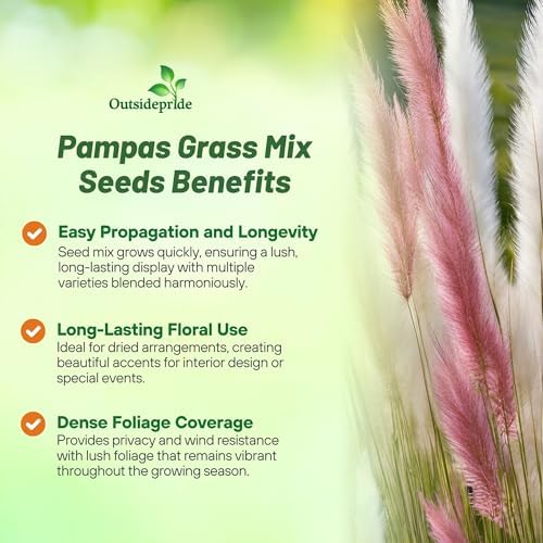 Outsidepride Mix Pampas Grass Seeds – 1,000 Pcs. Perennial, Drought-Tolerant Ornamental Grass for Large Garden Borders, Privacy Landscaping, Xeriscaping, and Low-Maintenance Outdoor Spaces (Pack of 2) - Image 3
