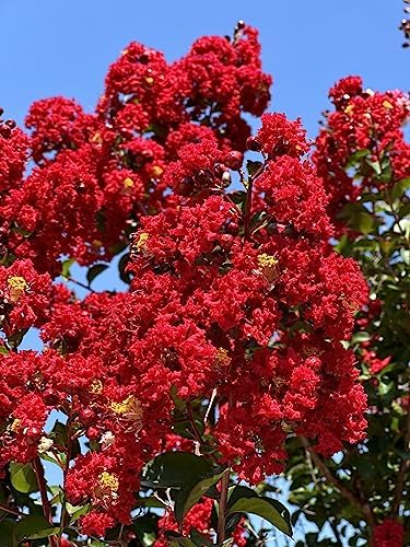 6 Pack - Red Flowering Crape Myrtle Trees - Lagerstroemia - Quart Container - 6-12 Inches Tall - Image 2
