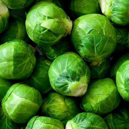 2 Brussel Sprouts Live Plants, Home Garden Vegetable, 4 Inch Pot - Image 4