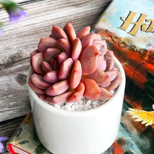 Echeveria Ariel Rare Live Succulent Plants, 2 Heads 3" Red, Bare Root Without Pot & Soil, Garden Indoor Office Desk Baby Shower Decoration, Friend Plant Lovers Gifts - Image 4