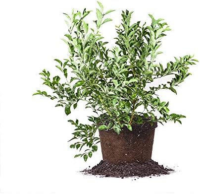 Perfect Plants Premier Blueberry Bush, 3 Gallon, Live Fruit Plant by PerfectPlantsNursery