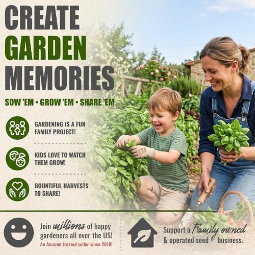 Seed Needs Sweet Basil Seeds to Plant Non-GMO Heirloom Genovese XL Pack - Image 6
