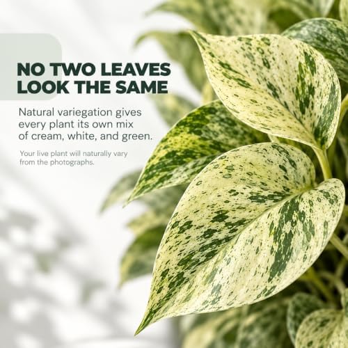 Snow Queen Pothos Starter Live Plant - Variegated Indoor Vine - Image 2