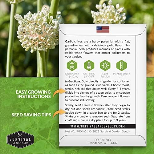 Garlic Chives Seeds for Planting - Heirloom Chinese Herb (3 Packs) - Image 2
