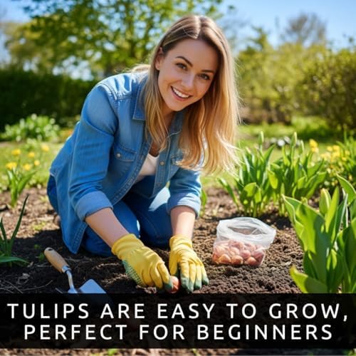 Purple and White Tulip Bulbs for Planting - Purple Flaming Flag Tulips, Perennial Blooms for Landscape Garden or Container Growing (25 Bulbs) - Image 3
