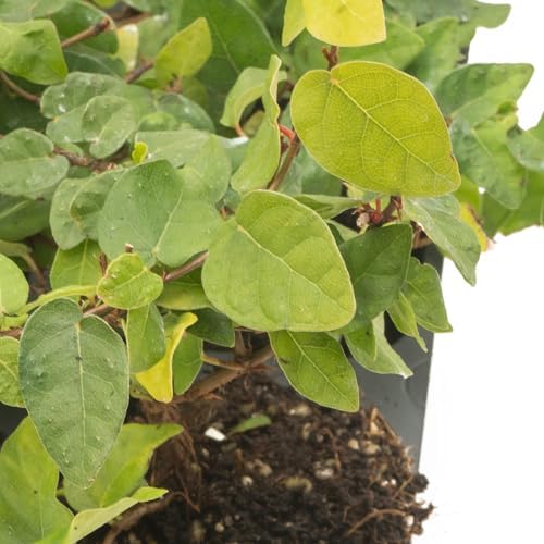 3 Creeping Fig, Live Plants – Ficus Repens – Fast-Growing & Versatile Climbing Vine in 2.5” Nursery Cubes – Perfect for Living Walls, Topiaries, Ground Cover & Indoor/Outdoor Decor - Image 3