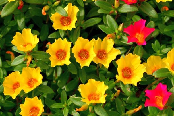 20000+ Moss Rose Seeds for Planting - Annual Flower, Ground Cover Seeds, Portulaca Grandiflora Mix, Vibrant Double Blooms, Heat & Drought Tolerant for Rock Gardens & Containers - Image 5
