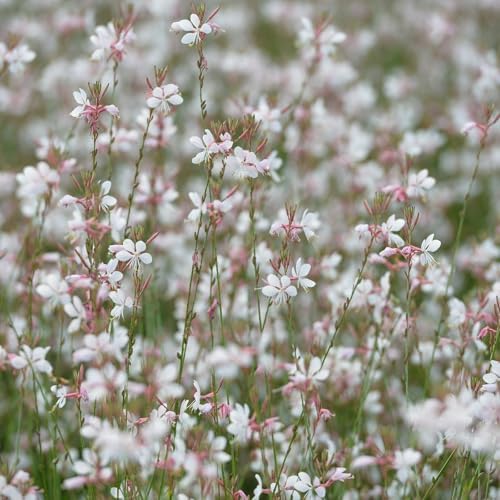 Clovers Garden Gaura Sparkle White Plants - Two (2) Live Plants - Non-GMO - Each 4" to 8" Tall - in 4" Inch Pots - Perennial, Pollinator Friendly, Continuous Blooms by CloversGarden