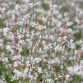 Clovers Garden Gaura Sparkle White Plants - Two (2) Live Plants - Non-GMO - Each 4" to 8" Tall - in 4" Inch Pots - Perennial, Pollinator Friendly, Continuous Blooms by CloversGarden