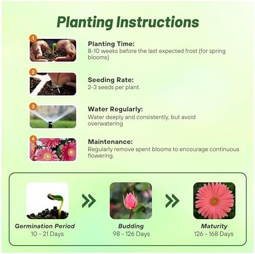 Outsidepride Rose Shades Gerbera Seeds - 10 Pcs Perennial, Compact & Low Maintenance, Flower Seeds for Planting w/Vibrant Rose Blooms, Ideal for Garden Landscaping & Cut Flower Arrangements - Image 4