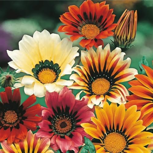 300 Perennial Mix Gazania Seeds Heat-Perennial Ground Cover Seeds-Drought Tolerant Garden Wild Flowers Seed for Gardens Outdoor - Image 2