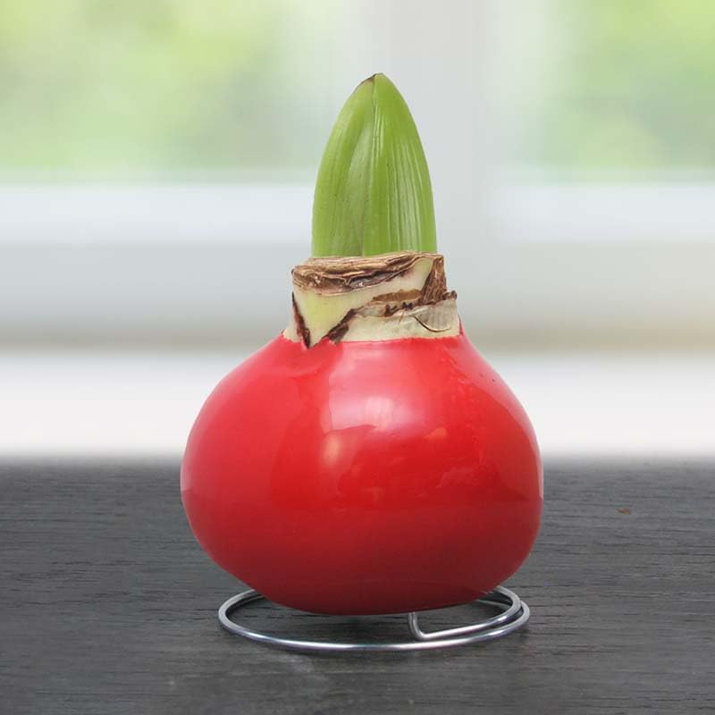 Red Base Waxed Amaryllis Flower Bulb with Stand, No Water Needed - Image 2