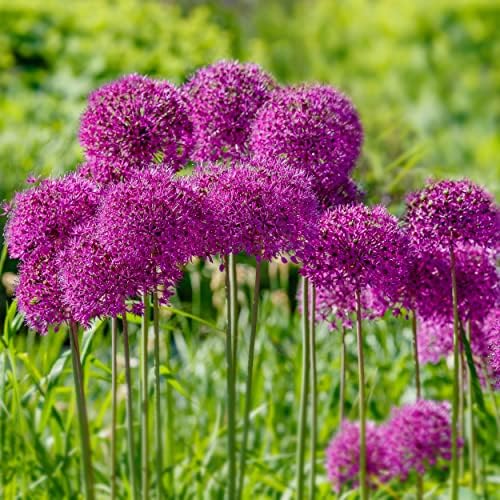 Garden State Bulb Purple Sensation Allium Flower Bulbs, 12/+ cm, Fall Planting (Bag of 25) by GardenStateBulbCo