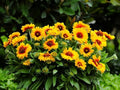 Greenwood Nursery: Live Perennial Plants - 'Mesa Bright Bicolor' + Gaillardia x Grandiflora - [Qty: 10x Pint Pots] - (Click for Other Available Plants/Quantities) by GreenwoodNursery