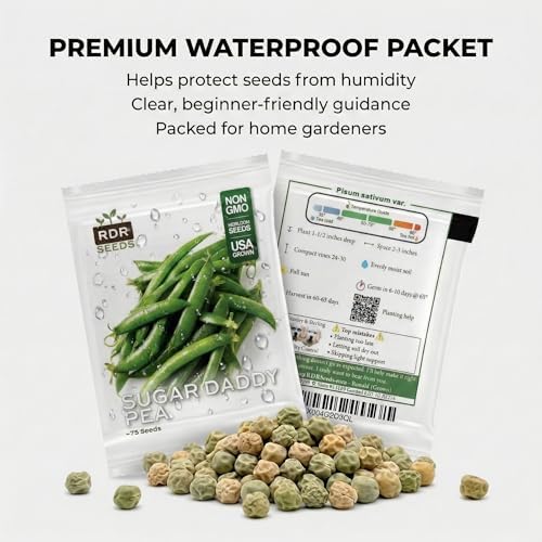 75 Sugar Daddy Snap Pea Seeds for Planting - Stringless, No-Trellis Bushy Vines, Heirloom, Non-GMO, USA Grown by RDR Seeds - Image 7