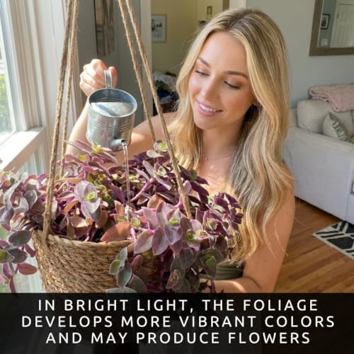 Pale Puma Tradescantia Live Plant, Wandering Jew, 5 Cuttings - Image 5