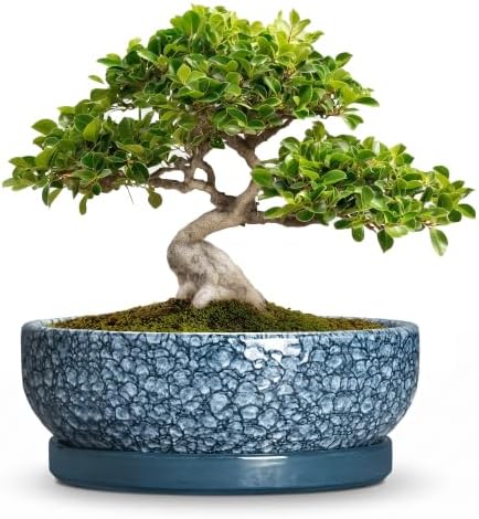 10 Inch Ceramic Bonsai Pots with Saucer, Scale Blue by Wliror