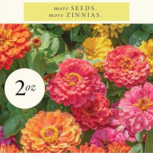Sereniseed Cut and Come Again Zinnia Seeds (2 oz) - Image 2