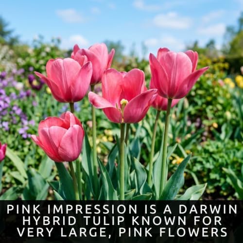 20 Pink Impression Tulip Bulbs | Tall Rosy-Pink Flowers for Spring Gardens - Image 2