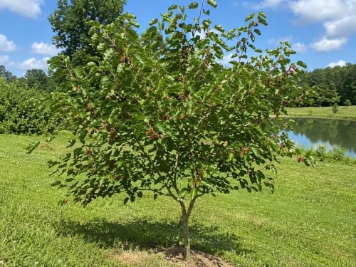 5 Red Mulberry Trees 8-16" in 3.5in Pot Live Plants Morus rubra (5 Pack) - Image 3