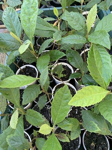 1 Perennial Golden Loquat Fruit Live Seedling Tree,Japanese Plump Live Tree - Image 4