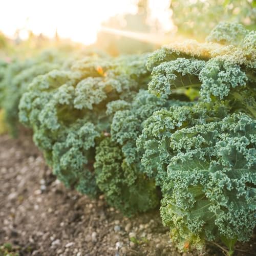 200+ Dwarf Siberian Kale Seeds for Planting - Heirloom Non-GMO - Image 3