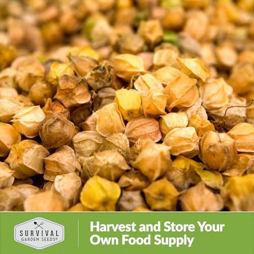 Ground Cherry Seeds for Planting – Husk Cherries (5 Packs) - Image 5