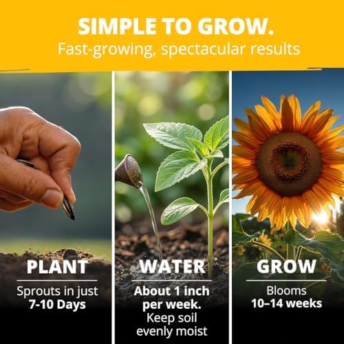 HOME GROWN Giant Mammoth Sunflower Seeds, 520+ Seeds, Helianthus annuus - Image 3