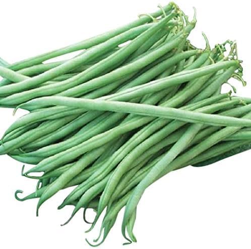 Tenderette Stringless Green Bean Seeds, Approximately 40 Seeds by MardeRossCompany