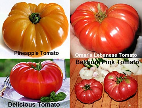 Mixed Seeds 30 Giant Tomato Seeds Mix of 19 Varieties Heirloom Non-GMO - Image 4