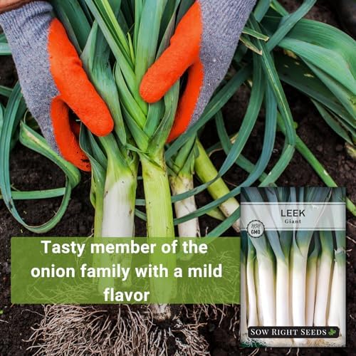 Sow Right Seeds - Giant Leek Seed for Planting Outdoor Vegetable Garden 4pk - Image 3