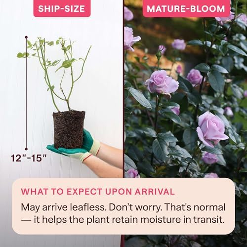 Heirloom Floribunda Roses, Live Own Root Plant, Le Petit Prince® - Image 2