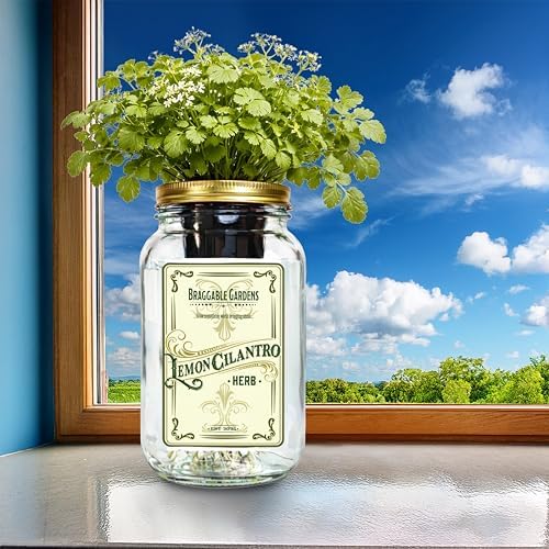 Lemon Cilantro Indoor Herb Garden Kit – Mason Jar Hydroponic Grow Kit – Windowsill Countertop Herb Planter – Grow Fresh Cilantro Indoors - Image 5