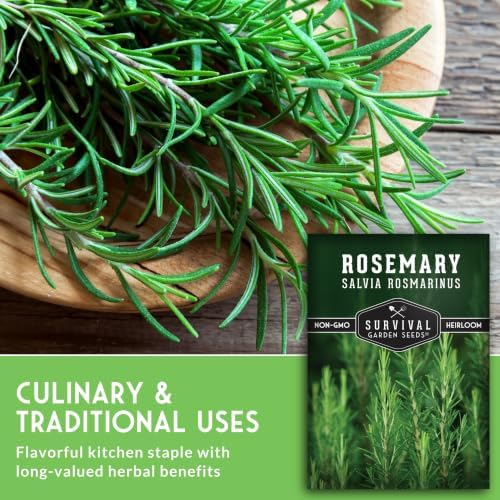 Rosemary Seeds for Planting – Survival Garden Seeds (1 Pack) - Image 5