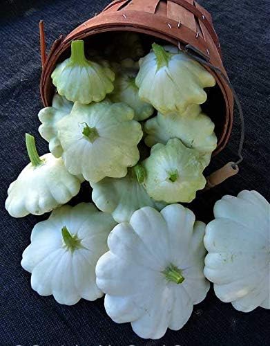Seeds Vegetable White Patty Pan Squash Scallop Zucchini - 30 Seeds - Image 3