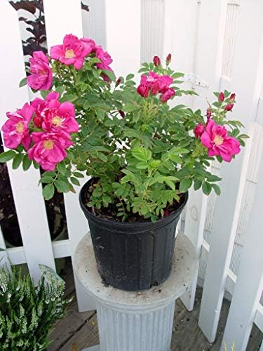 Rosa X Purple Pavement (Rose) Rose, Purple Flowers, #3 - Size Container - Image 4