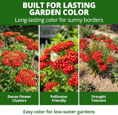 HOME GROWN Red Yarrow Seeds, 2,000 Seeds, Achillea millefolium - Image 5