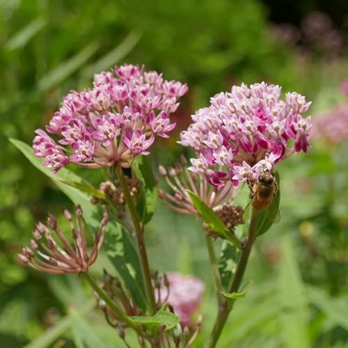 2 Pink Milkweed Live Plants 4-7 Inches, Asclepias Butterfly Milkweeds - Image 4
