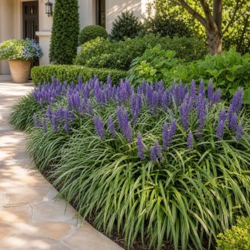 Super Blue Lilyturf - Liriope Muscari - 12 Live 4 Inch Pots - Drought Tolerant Low Maintenance Groundcover Plants - Image 2