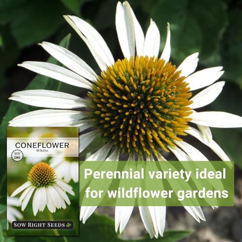 Sow Right Seeds- White Coneflower Seed for Planting Your Own Perennials 3pk - Image 5