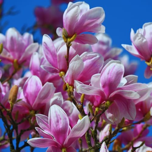 Saucer Magnolia Tree Live Plant, Fragrant Bloom Tree, 6-8 Inch Tall - Image 2