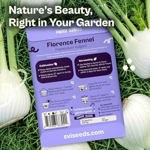SVI 1000 Florence Fennel Seeds (Foeniculum vulgare) – Sweet Fennel Seed Packets Bulk Natural Herbs – Open Pollinated Heirloom Herb Seeds, Full Sun Outdoor Herb Garden & Indoor Herbs, Containers - Image 2